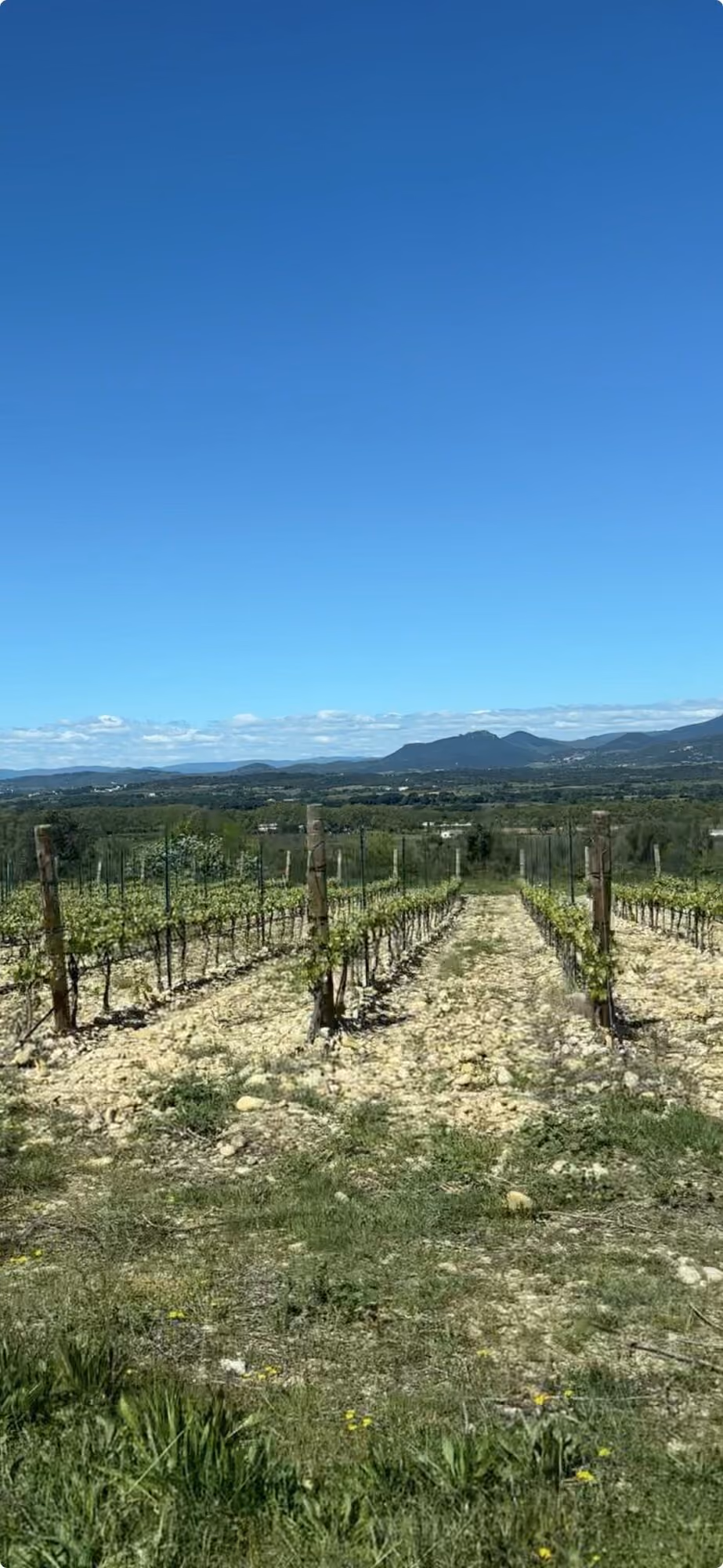 Rangs de vigne sur sol caillouteux du Languedoc, garrigue et reliefs en toile de fond