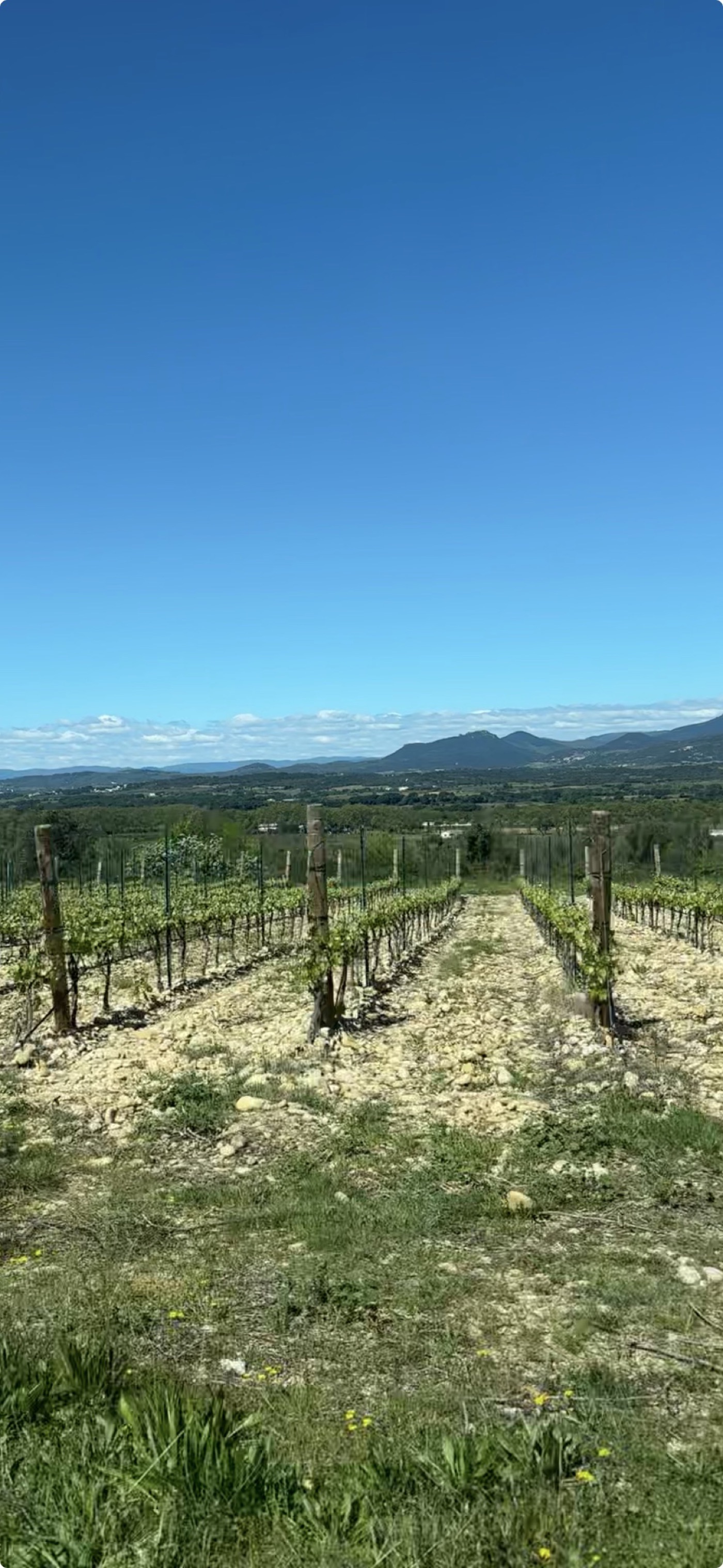 Hileras de viña sobre suelo pedregoso del Languedoc, garriga y relieves al fondo